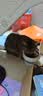 玫斯（metz）猫粮无谷天然猫粮成猫幼猫全阶段鲜肉孕猫全价奶糕猫粮 玫斯无谷鲜肉全猫粮10KG 实拍图
