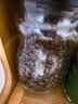 吉意欧GEO醇品经典美式咖啡豆500g阿拉比卡豆中深烘美式醇香黑咖啡  实拍图