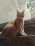 冠能猫粮室内成猫猫粮2.5kg 全价猫粮 添加膳食纤维 控制毛球 实拍图