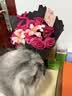 好主人（CARE）金装无谷猫粮通用高肉高蛋白【升级金装80%含肉量】成猫粮2.5kg 实拍图