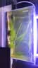 苹果螺观赏螺清洁鱼缸除藻工具螺鱼缸清洁必备 小号0.5厘米左右（下单送竹节草） 全红苹果螺2个【拍2单发5只】 实拍图