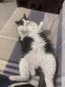 伯纳天纯猫粮经典成猫猫粮 12月龄以上经典系列1.5kg/3斤 实拍图