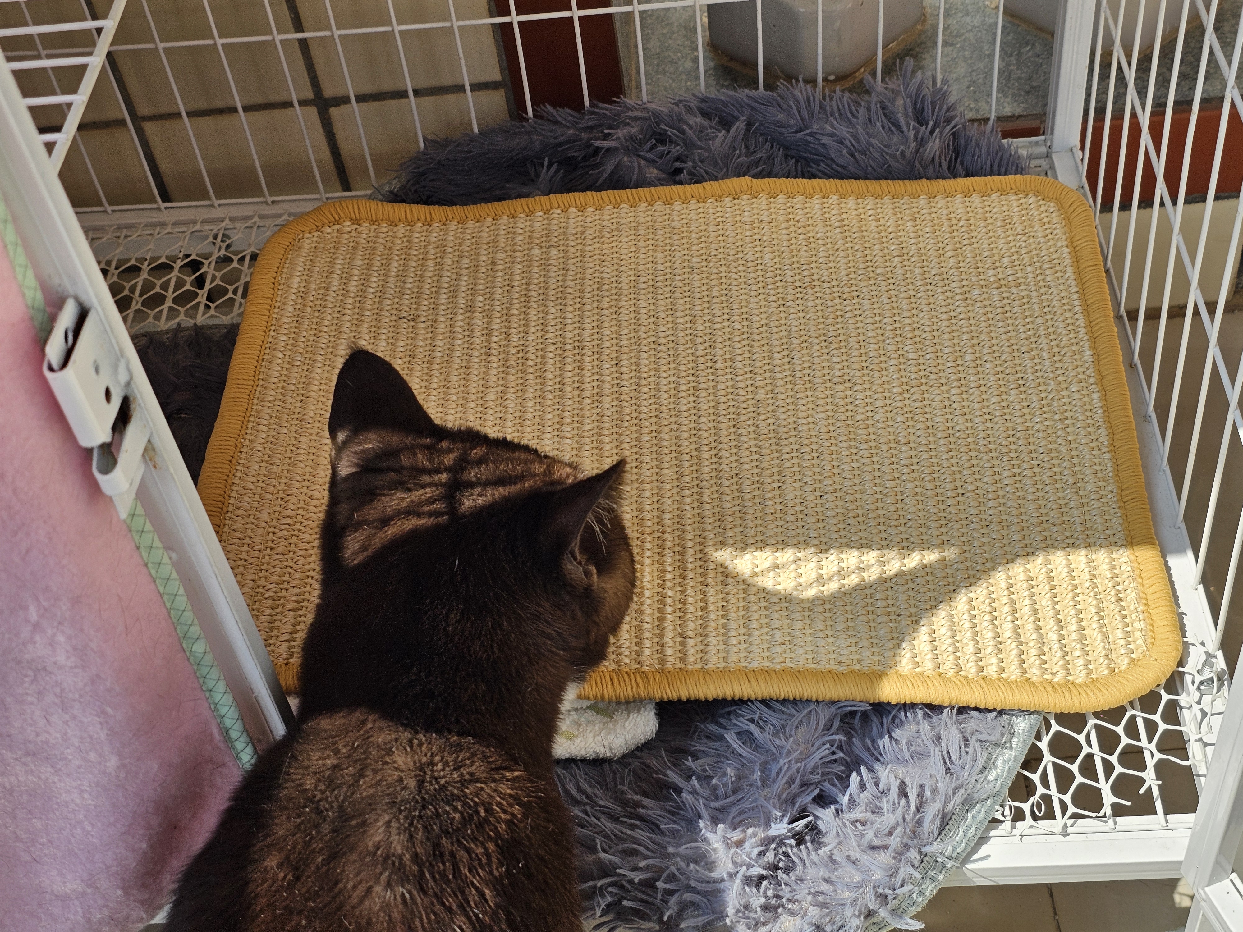 疯狂的主人猫抓板立式贴墙剑麻猫抓垫猫窝防猫抓地毯耐磨不掉屑耐抓猫抓板 实拍图