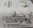 sister care婴儿棉签棉棒宝宝掏耳朵鼻屎肚脐双头挖耳勺螺旋头脱脂棉签200支 实拍图
