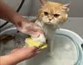 欢宠网宠物猫咪狗狗洗澡刷专用工具狗刷子猫小狗小猫按摩搓澡打泡器神器 实拍图