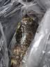鲜活龙胆石斑鱼 450-500g/条 实拍图