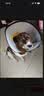 憨憨乐园伊丽莎白圈宠物耻辱圈狗狗猫咪猫头套项圈宠物脖套防咬圈用品2号 实拍图