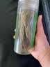 云山半原枝迷迭香干枝新鲜干迷迭香碎25g牛排用配料香料可食用 实拍图