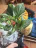北蔬 辣椒苗青椒菜椒蔬菜苗活苗带土秧苗 绿青椒苗6棵源头直发包邮 实拍图