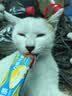 力狼 猫条猫零食 成幼猫通用宠物猫咪零食猫湿粮 【超值囤货】鲜肉猫条15g*100支 实拍图