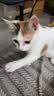 皇家猫粮 幼猫猫粮 幼猫奶糕 K36 通用粮 4-12月 2KG 实拍图