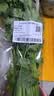 【火锅季】带根香菜100g 实拍图