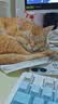 诚实一口P32全价猫粮成猫幼猫室内外低敏轻松蛋白易消化守护肠胃营养1.5kg 实拍图