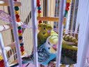 万宠汇 鸟活体虎皮鹦鹉笼养牡丹玄风活鸟学说话手养小太阳鹦鹉宠物鹦鹉 蓝色虎皮+绿色虎皮（一公一母） 实拍图