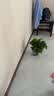 京东绿植绿萝盆栽除甲醛花卉绿植办公室新房净化空气180加仑4盆装源头直发 实拍图