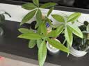 美益棵浓缩营养液通用型600ml月季多肉绿植花卉盆栽园林复合肥料水溶肥 实拍图