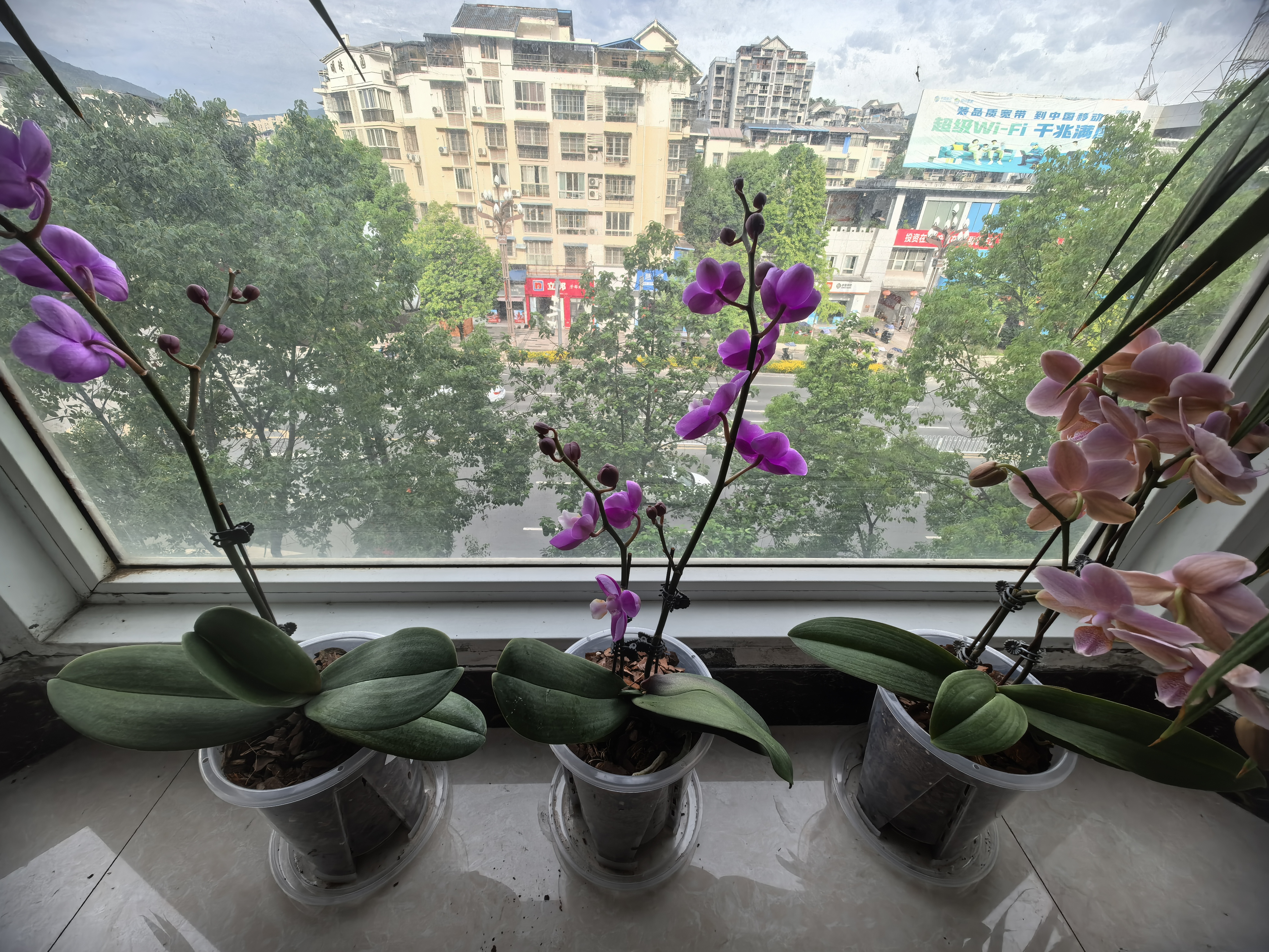 德沃多控根透明花盆14口径*3个园艺绿植盆栽种植盆花卉种菜盆多肉塑料盆 实拍图