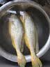 海名威 冷冻黄花鱼700g/2条装 宁德大黄鱼 海鱼 生鲜鱼类 海鲜水产 实拍图