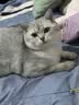好主人金装好主人猫粮2.0 成猫幼猫蓝猫英短通用全价无谷冻干 【试吃装】金装幼猫粮400g 实拍图