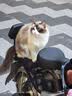 凯锐思天然猫粮成猫粮 鱼肉海洋鱼深海鱼天然粮 成猫20斤【囤货装】 实拍图