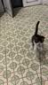 CFA赛级逗猫棒猫咪玩具长杆羽毛替换头耐抓咬猫玩具用品自嗨解闷 CFA赛级长杆逗猫棒-木杆弹簧款 实拍图