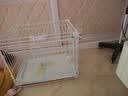 HONEYCARE好命家 宠物尿垫猫狗尿片 新手训导防漏尿布 厕所垫S码33*45cm 实拍图