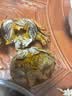 【活蟹】阳澄联合鲜活大闸蟹现货全母蟹 2.5-2.8两 10只生鲜螃蟹精品礼品盒 实拍图