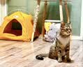 LEGENDSANDY蓝氏全价主食猫条肉-FUN肉满条湿粮猫零食成猫幼猫鲜肉猫湿粮罐头 5盒（16g*60支）|混合口味|98%含肉量 实拍图