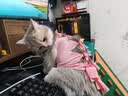petlimit宠物拾便袋狗狗猫咪捡屎袋加厚铲屎袋香味垃圾袋紫色2盒 实拍图