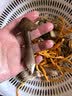 煲汤菌菇组合（舞茸+黑鸡枞菇+虫草花）150g 实拍图