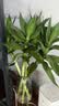花翁水培绿植物招财转运室内水养花卉盆栽文昌竹4支(50-60cm)源头直发 实拍图