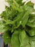 京东绿植绿萝盆栽除甲醛花卉绿植办公室新房净化空气 120款10盆源头直发 实拍图