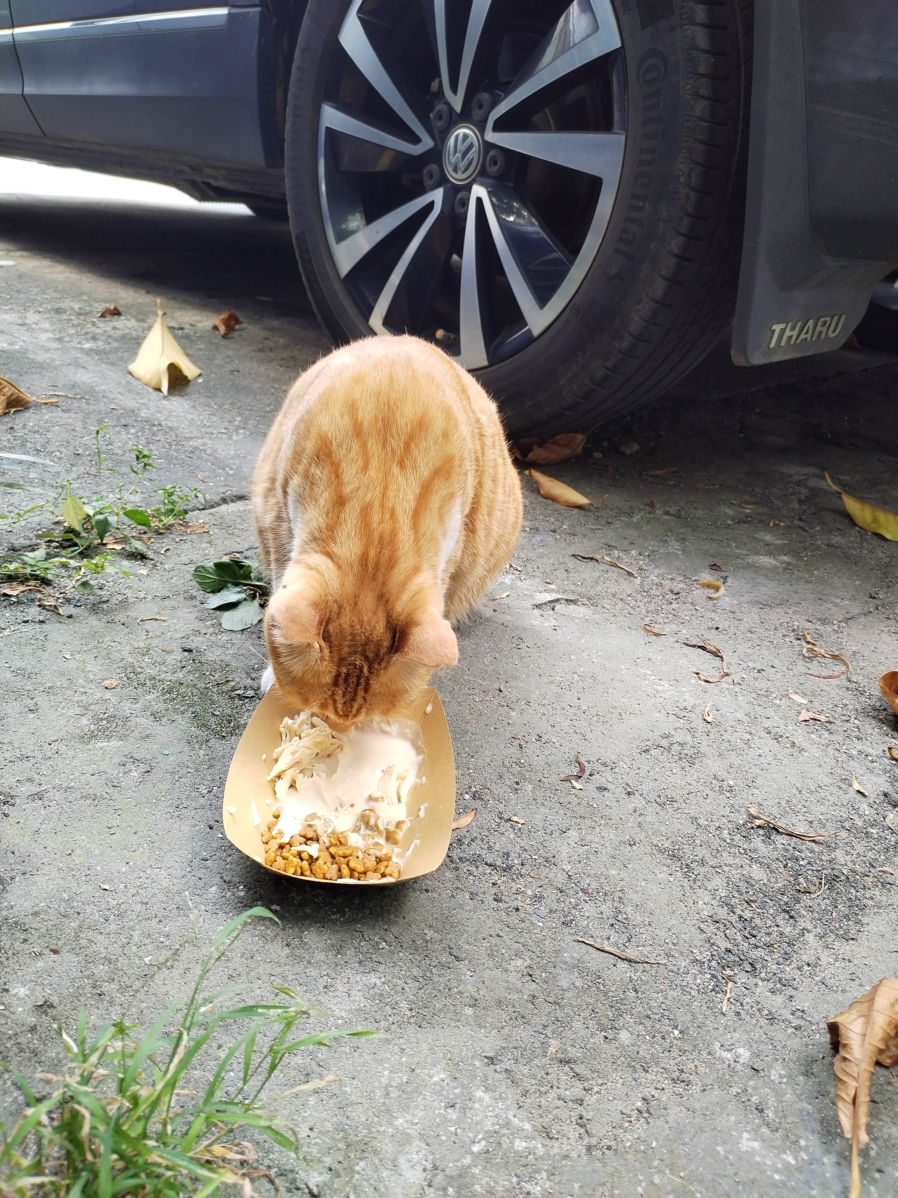 伟嘉进口猫罐头猫湿粮宠物猫粮泰国进口吞拿鱼味400g 实拍图