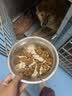 皇家狗粮 成犬狗粮 犬粮 宠物大型犬 GR26全价犬粮 ≥15月4KG 实拍图