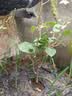 重瓣三角梅苗盆栽地栽花卉老桩室内阳台庭院爬藤植物四季开花 中国红色【花期带花原盆原土发货】 实拍图