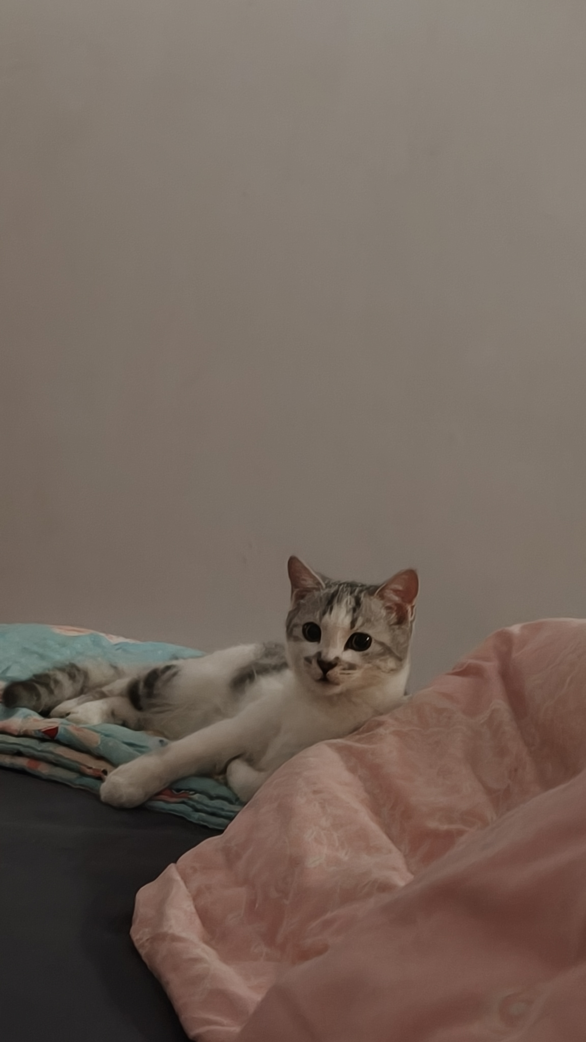 好主人金装好主人猫粮2.0 成猫幼猫蓝猫英短通用全价无谷冻干 【专研配方】金装幼猫粮2斤 实拍图