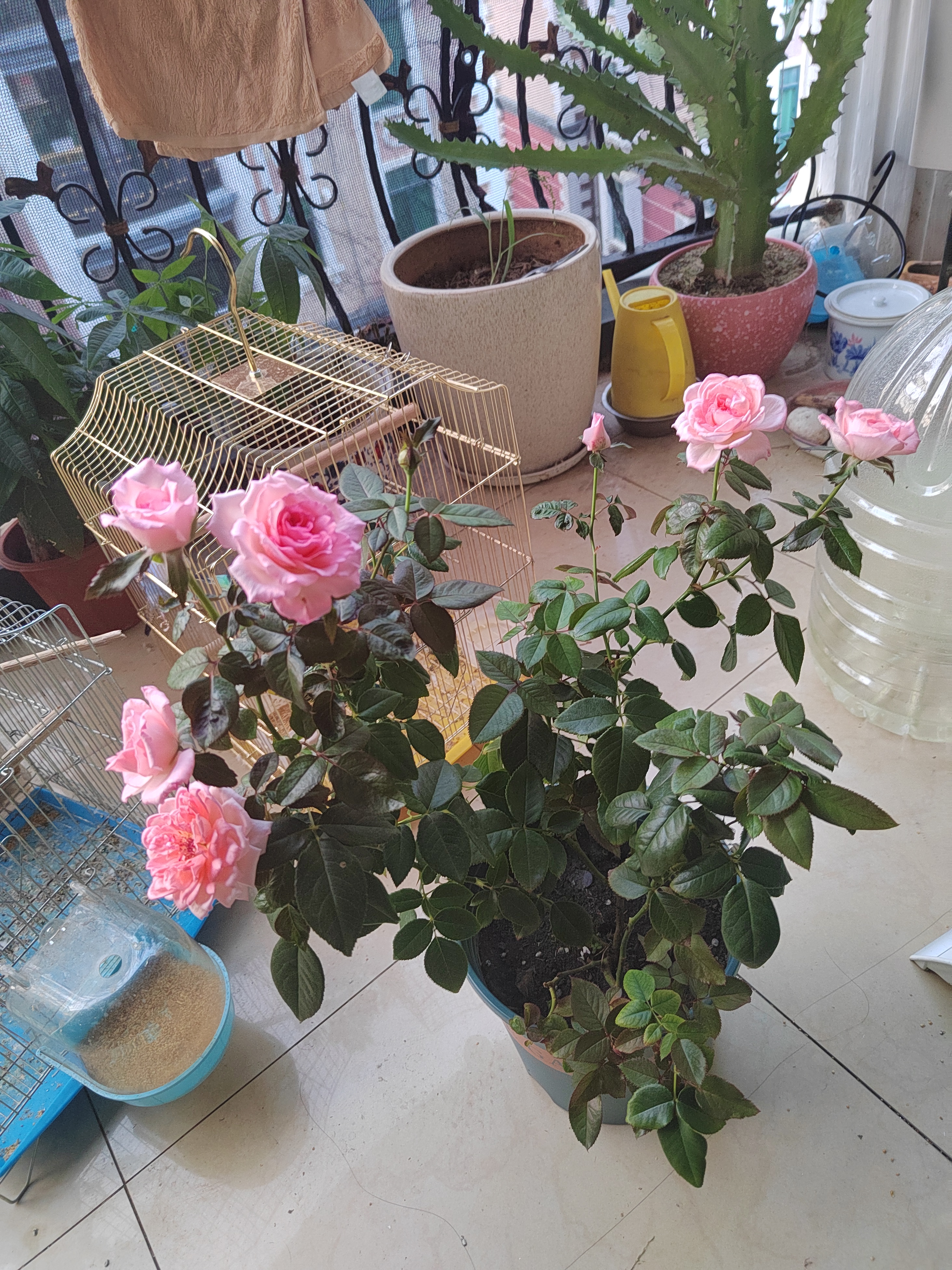 景郁春 JIRYUCUR玫瑰花苗特大花月季花苗绿植阳台盆栽蔷薇花苗卡罗拉源头直发 实拍图