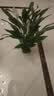 年宵花【热销款】白掌一帆风顺盆栽水培植物绿植过年装饰摆件年货 特级白掌10-12株带花【基地原盆原土】 实拍图