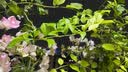 史丹利硫酸亚铁花肥料花用养花颗粒通用茉莉杜鹃栀子花专用肥铁肥100g 实拍图