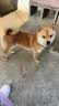 宝路狗粮全犬种通用全价粮成犬狗粮中小型犬牛肉味7.5kg【原料透明】 实拍图