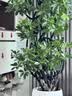 爱优尚造型鸭脚木客厅大盆栽室内鸭掌木八方来财落地大型植物源头直发 实拍图