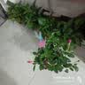 叹为观止18种吊兰任你选金边吊兰各种盆栽花卉客厅垂吊桌面植物净化空气 特级大号满天星【加仑盆】带花发货 含盆 实拍图
