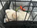 licheers猫狗窝四季小型犬宠物猫咪睡垫秋冬季舒适泰迪中大型犬狗垫子 S号 实拍图