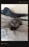 野兽派家居（tbh）懒蓝猫长条抱枕靠垫卧室办公室抱枕沙发可爱腰枕车载抱枕 实拍图