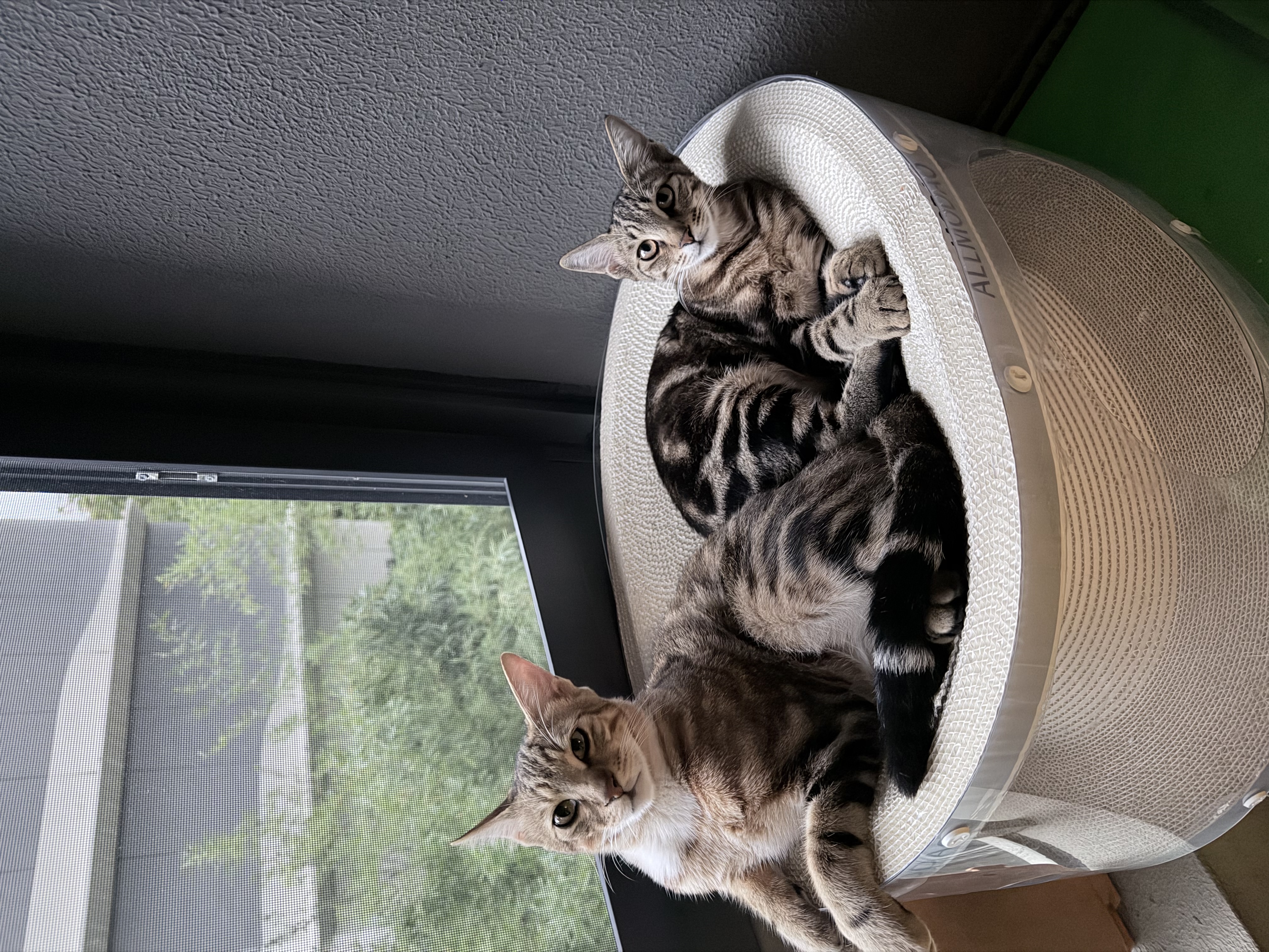 网易严选猫罐头猫湿粮宠物零食浓汤红肉罐头 金枪鱼鸡丝口味85克*12罐 实拍图