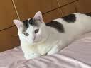 麦富迪猫粮 超肉粒冻干双拼成猫粮美毛护肠三文鱼10kg/20斤【宠物金选】 实拍图
