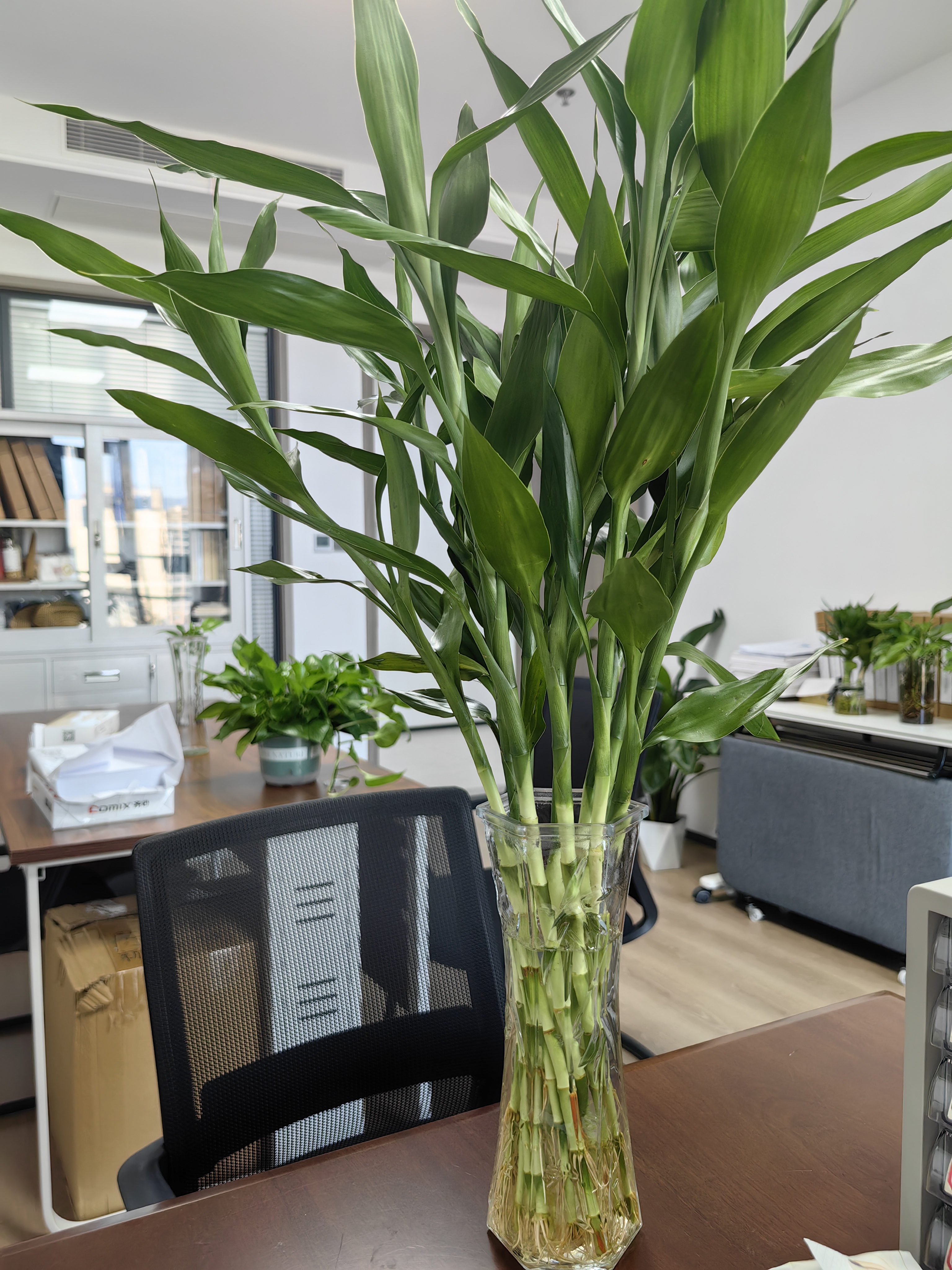 花翁带根富贵竹水培植物客厅招财旺宅花卉绿植盆栽竹子文昌竹源头直发 实拍图