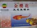 金钱花凤尾鱼罐头184g3罐开罐即食海鲜鱼罐头纯鱼无豆豉 实拍图