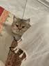 冠能猫粮成猫猫粮鸡肉味3.5kg 全价猫粮 稳固免疫 适口性强 实拍图