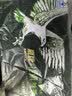鹰牌花旗参西洋参茶3g*40包/盒人参皂苷 送父母长辈领导无礼袋 实拍图